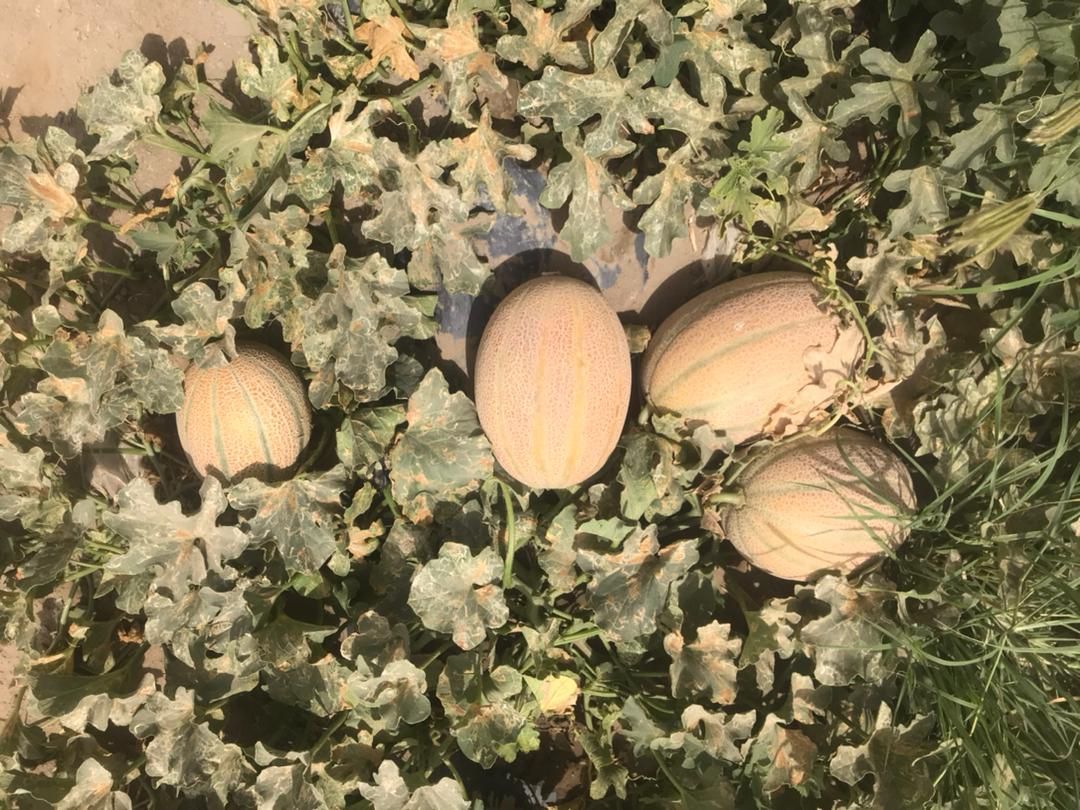 دنا 3