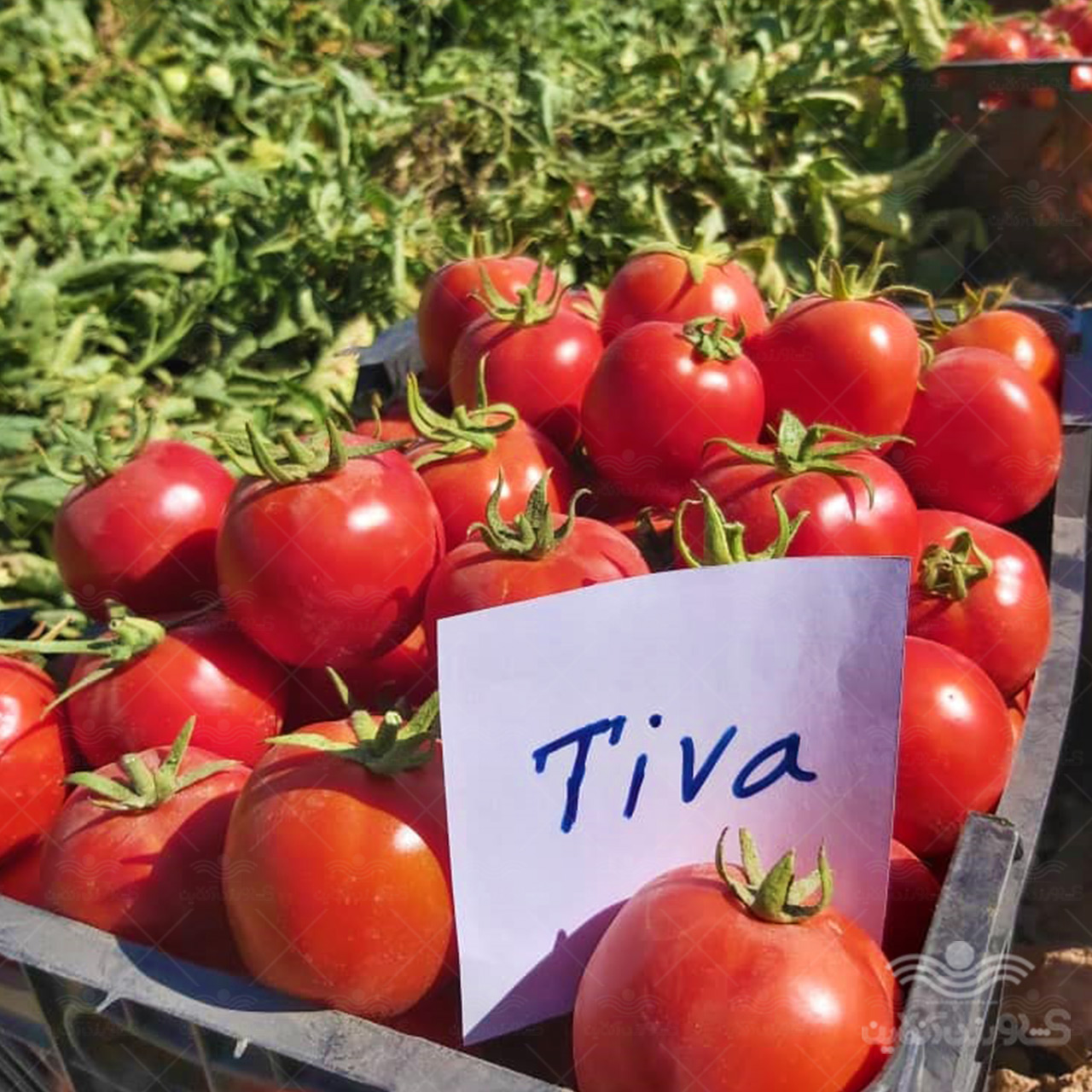 tiva4