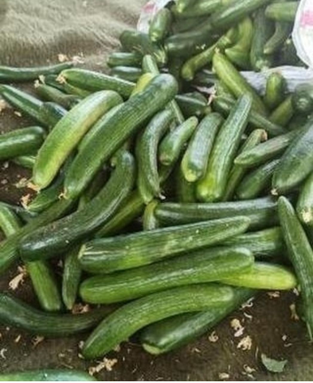 اورکا 3