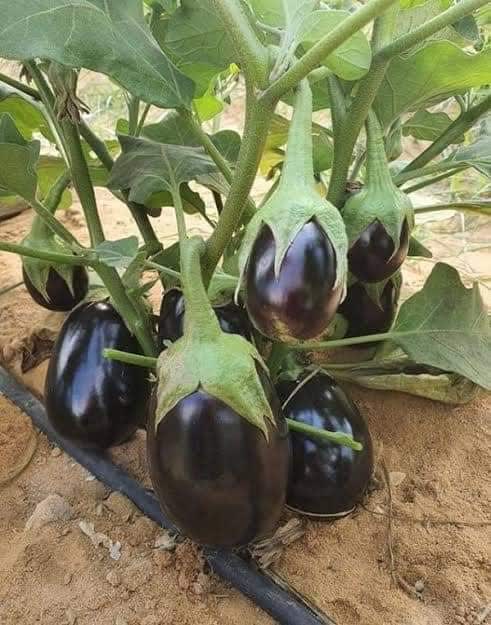 IMG_20230714_163708_337