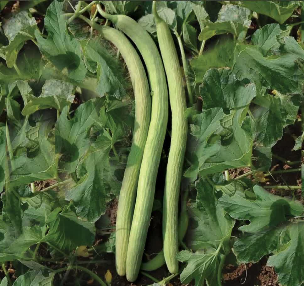 IMG_20230807_003605_544