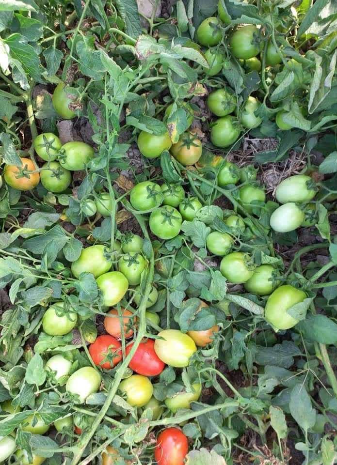 IMG_20230808_215026_883