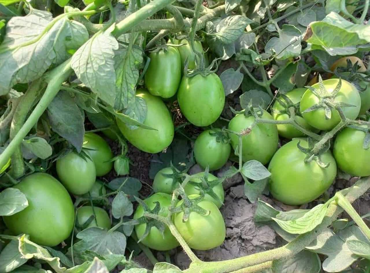 IMG_20230808_215029_304