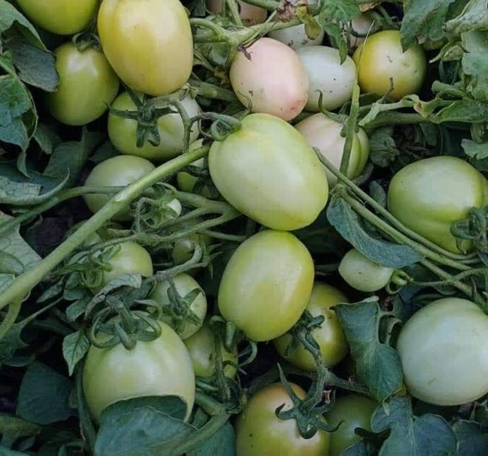 IMG_20230808_215043_003