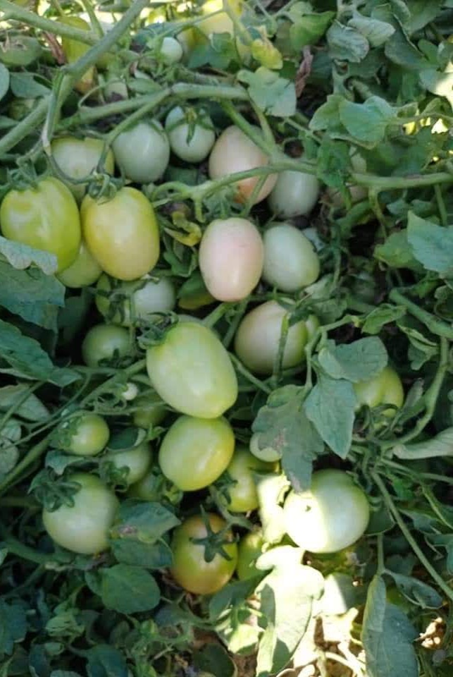 IMG_20230808_215047_131