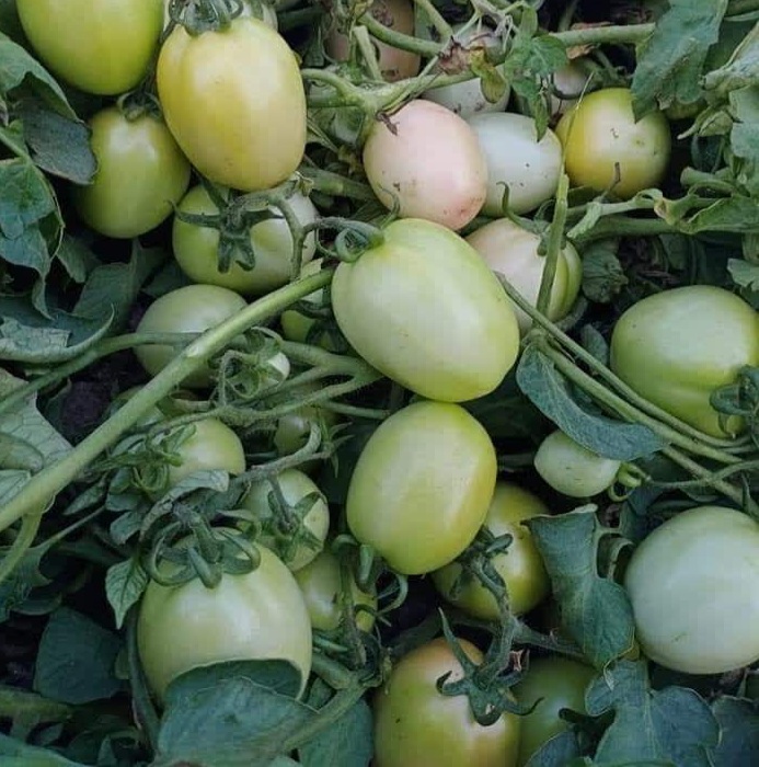 IMG_20230808_215048_384