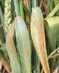 زنگ زرد گندم