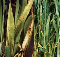 لکه قهوه ای جو