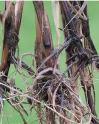 پاخوره غلات