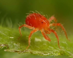 کنه-تار-عنکبوتی-3