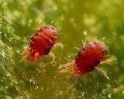 کنه قرمز اروپایی